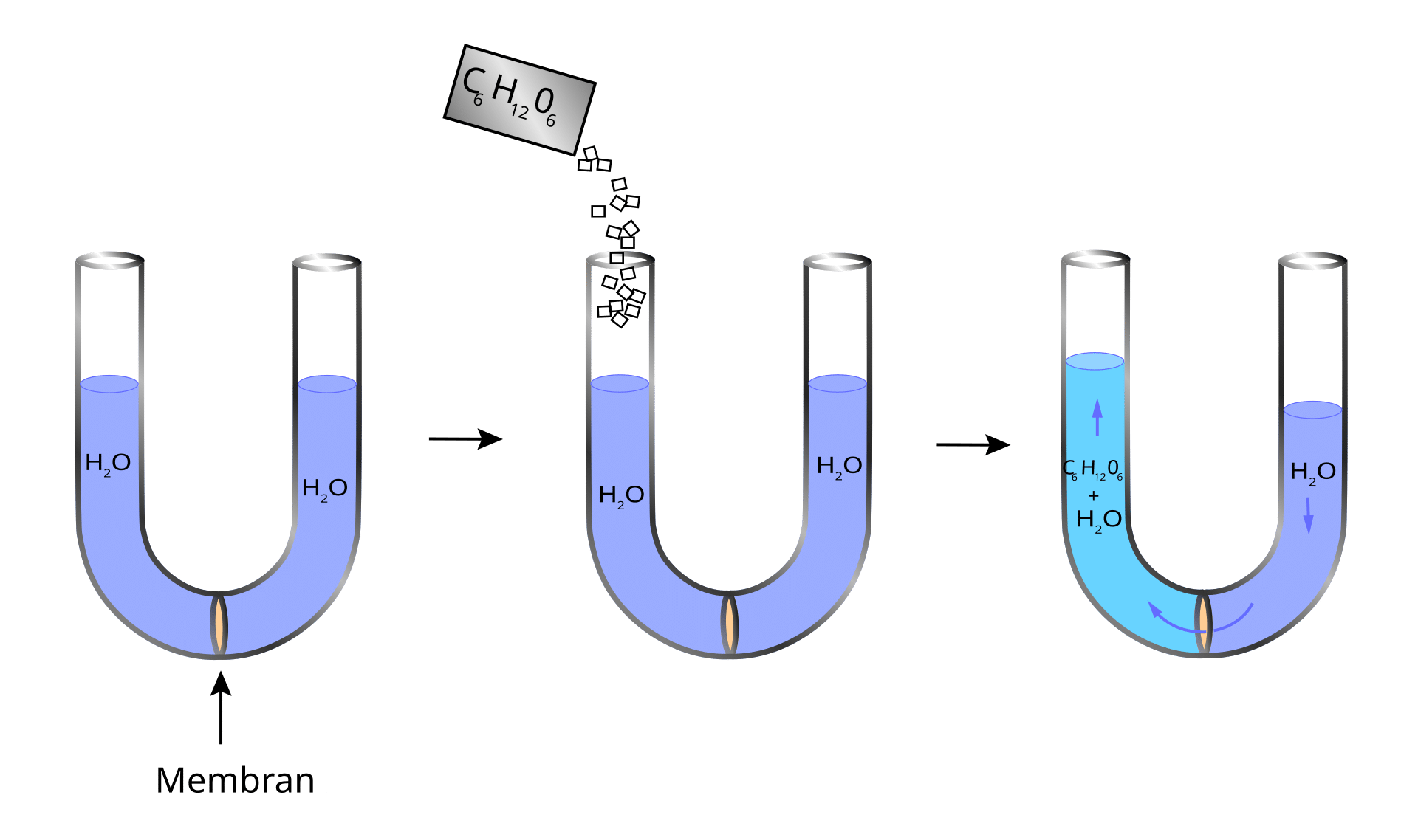 Fig. 4: Osmosis in a U-tube